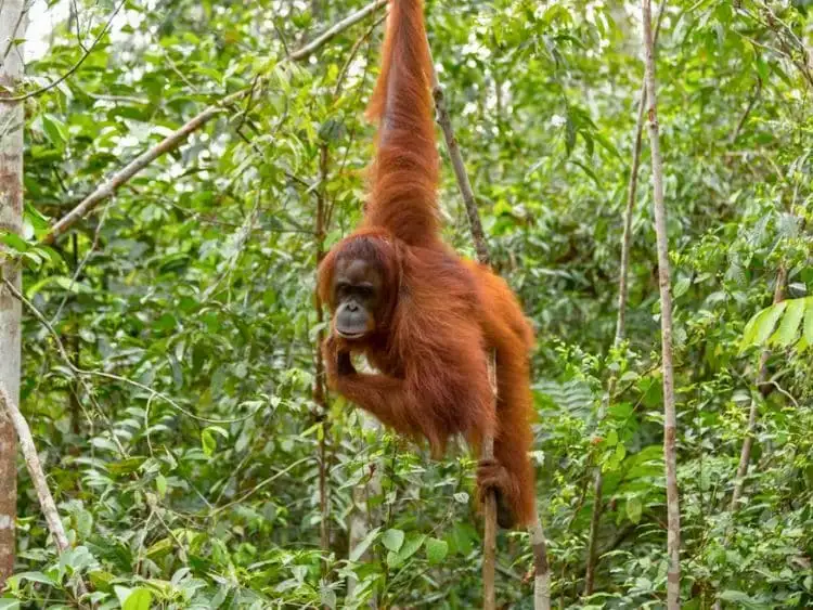 Exclusive Private Bukit Lawang Trekking Tour from Medan