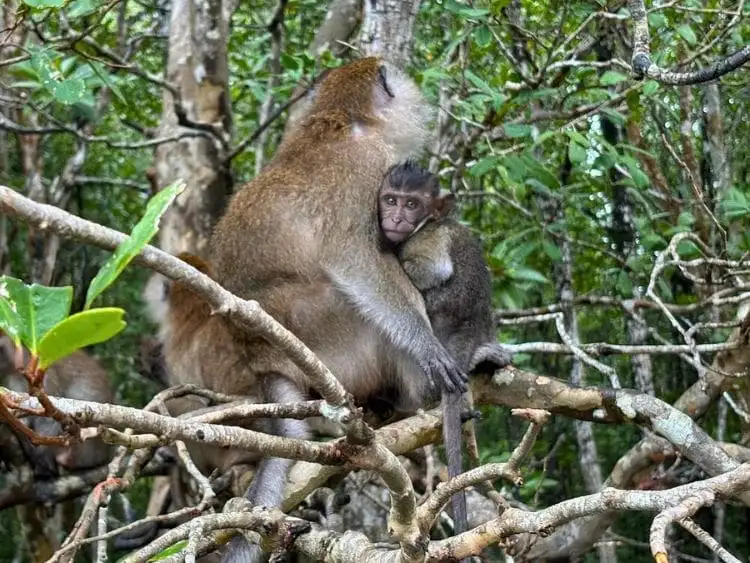 Langkawi Private Tour Tanjung Rhu Mangrove Kilim Geoforest