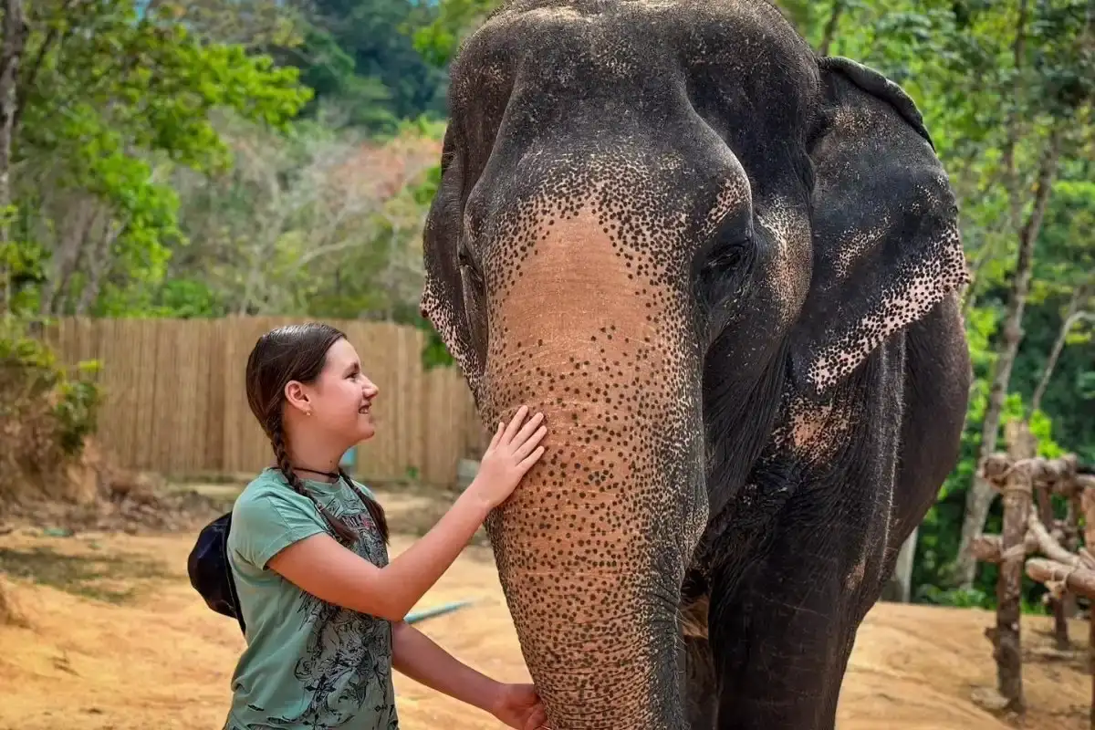 Half-Day Phuket Elephant Care Sanctuary Tour Experience for a Magical Escape